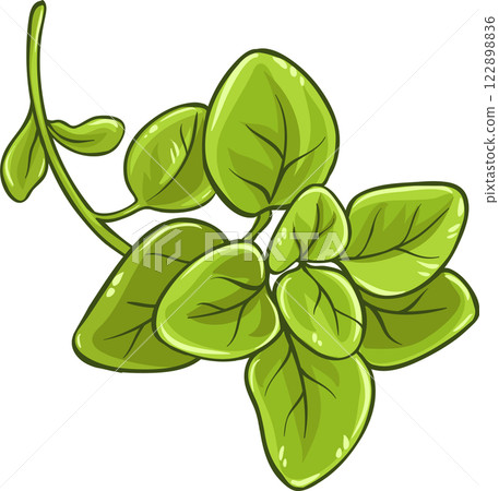 Oregano Branch with Leaves Colored Detailed Illustration. Oregano Branch with Leaves Colored Detailed Illustration. 122898836