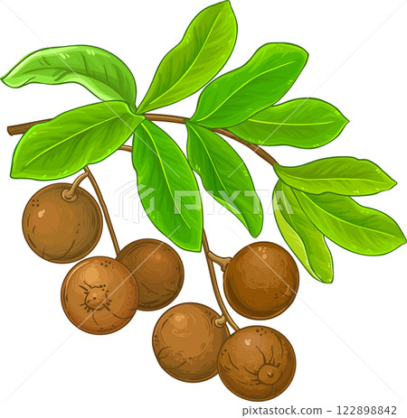 Brazil Nut Branch Colored Detailed Illustration. Brazil Nut Branch Colored Detailed Illustration. 122898842