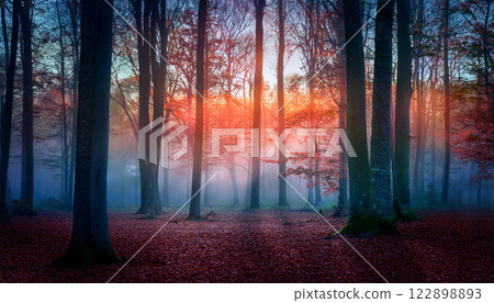 A forest with trees in the foreground and background A forest with trees in the foreground and background 122898893