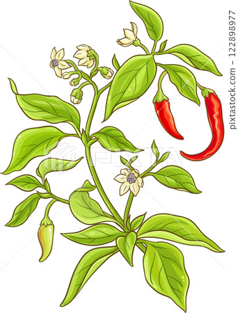 Cayenne Pepper Plant Colored Detailed Illustration 122898977