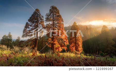 A forest with three trees in the foreground and a mountain in the background 122899167