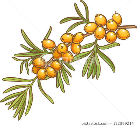 Sea buckthorn Branch with Berries and Leaves Colored Detailed Illustration Sea buckthorn Branch with Berries and Leaves Colored Detailed Illustration 122899214