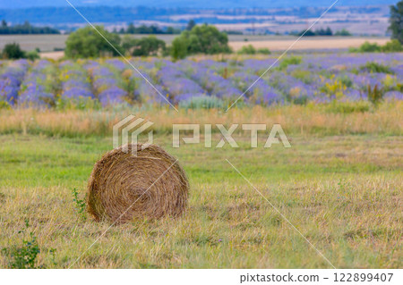Field with rolls of hay, lavender rows landscape 122899407