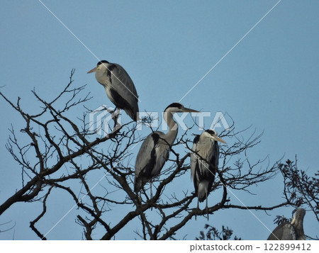 Three Grey Herons Perched on a Tree Branch 122899412