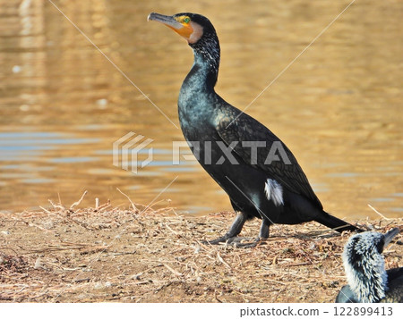 A cormorant that excels at hunting, found at the Otakada Reservoir 122899413