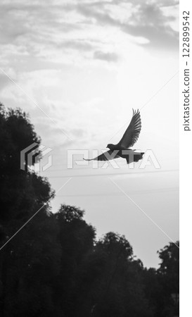 Black and white vertical shot of a pigeon in mid-flight, wings spread wide against a contrasting background. A timeless and artistic composition capturing movement, freedom, and grace Black and white vertical shot of a pigeon in mid-flight, wings spread wide against a contrasting background. A timeless and artistic composition capturing movement, freedom, and grace 122899542