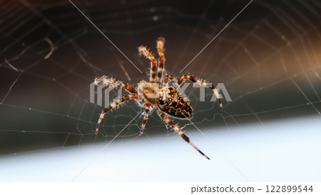 A close-up macro shot of a spider perched on its intricate web in a garden. The fine threads of the web form a cross-shaped pattern, with the spider positioned at the center A close-up macro shot of a spider perched on its intricate web in a garden. The fine threads of the web form a cross-shaped pattern, with the spider positioned at the center 122899544
