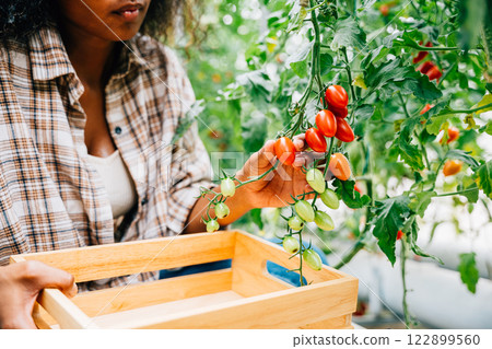 Black woman farmer smiling while harvesting fresh ripe tomatoes in a sunny greenhouse. Handpicking cutting red tomatoes into a basket. Focus on vegetables. Nature's bounty in a farm setting. Black woman farmer smiling while harvesting fresh ripe tomatoes in a sunny greenhouse. Handpicking cutting red tomatoes into a basket. Focus on vegetables. Nature's bounty in a farm setting. 122899560