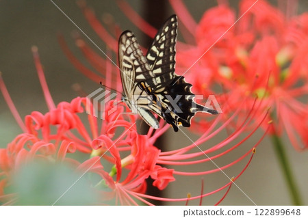 園藝花園花卉， 122899648