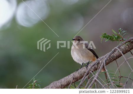 雌性達烏爾紅尾鴝 / 京都 122899921