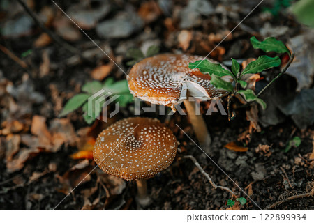 Mushrooms growing in forest autumn. Fungi close-up, toxic fly agaric,wild nature Mushrooms growing in forest autumn. Fungi close-up, toxic fly agaric,wild nature 122899934