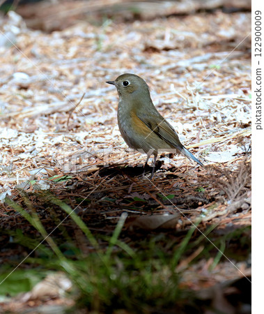 Female Blue-and-white flycatcher / Kyoto Botanical Gardens 122900009