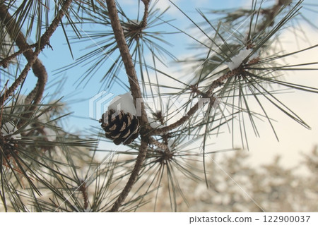 [Gouho Park] Snow-covered pine cones 122900037