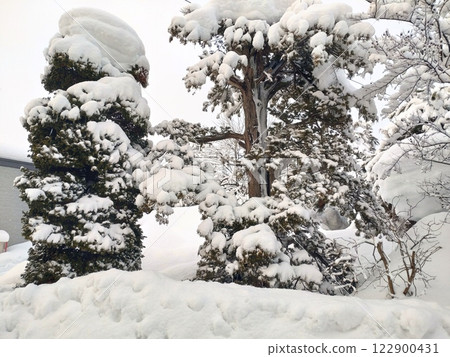 Snow-piled wood 122900431