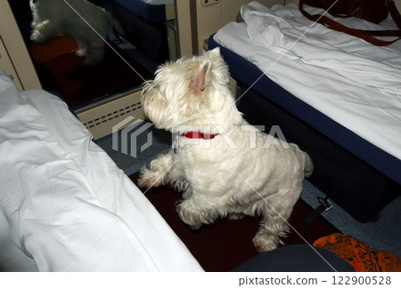 West Highland White Terrier enjoying a train journey in a cozy cabin environment 122900528