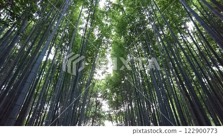 I look up at the bamboo grove I look up at the bamboo grove 122900773