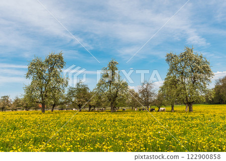 Blooming fruit trees on a meadow of dandelions 122900858