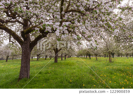 Flowering apple trees on an orchard meadow 122900859