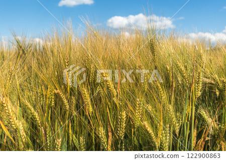 Barley field (Hordeum vulgare) in summer, close-up Barley field (Hordeum vulgare) in summer, close-up 122900863
