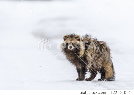 An elderly Hokkaido raccoon dog walking on the snow in Chitose, Hokkaido [February] 122901065