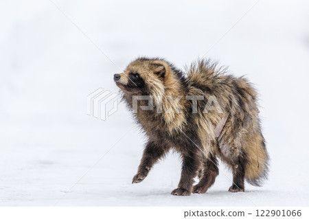 An elderly Hokkaido raccoon dog walking on the snow in Chitose, Hokkaido [February] 122901066