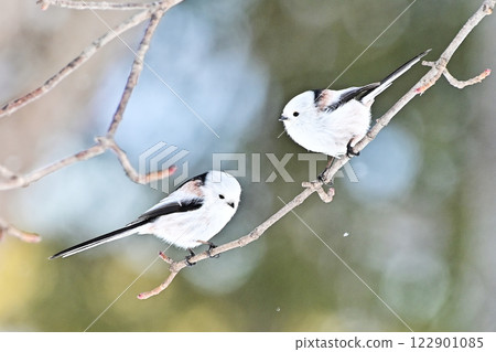 Shimaenaga Shimaenaga 122901085