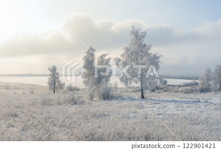Birch trees covered with a thick layer of frost on a frosty winter morning Birch trees covered with a thick layer of frost on a frosty winter morning 122901421