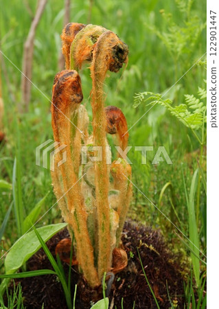 山取風魔, 野花, 春天, 初夏 122901447