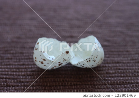 Swallow egg shells found under the nest after the chicks hatched Swallow egg shells found under the nest after the chicks hatched 122901469