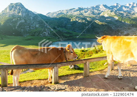 Cow of the Asturian mountain breed sits on a meadow in a national park at dawn 122901474