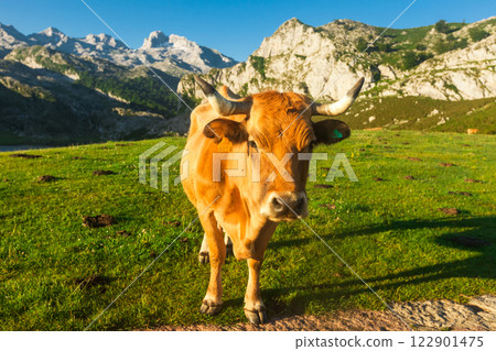 Cow of the Asturian mountain breed sits on a lawn in a national park at sunset 122901475