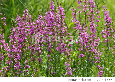 草原上盛開的千屈菜、野花、粉紅色花朵 122901536