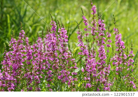 草原上盛開的千屈菜、野花、粉紅色花朵 122901537