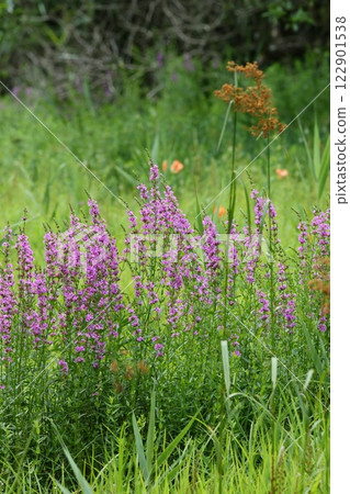 草原上盛開的千屈菜、野花、粉紅色花朵 122901538