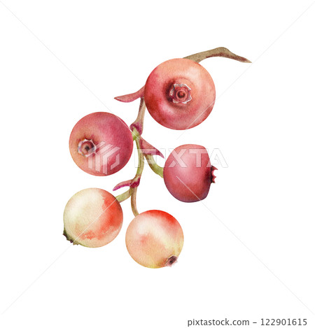 Cranberry lingonberry cluster bunch on branch, watercolor hand drawn, ripe swamp forest berry teaberry bearberry wintergreen. Isolated botanical illustration. Home preserves, stationery, scrapbooking Cranberry lingonberry cluster bunch on branch, watercolor hand drawn, ripe swamp forest berry teaberry bearberry wintergreen. Isolated botanical illustration. Home preserves, stationery, scrapbooking 122901615