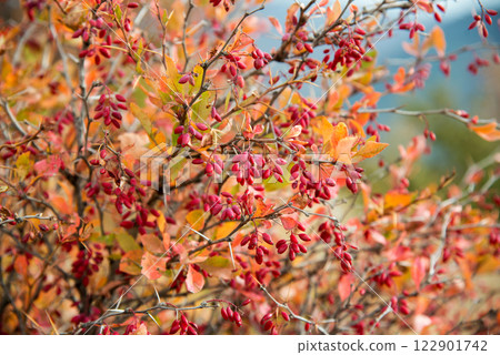 Close-up of a sour thistle with ripe berries colored in autumnal hues - selective focus 122901742