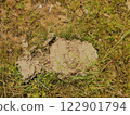 Dried cow dung on a green grass field outdoors 122901794
