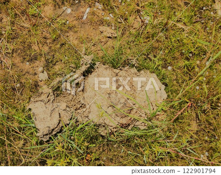 Dried cow dung on a green grass field outdoors 122901794