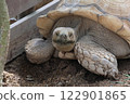 Laughing Turtle 122901865