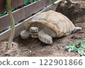 Laughing Turtle 122901866