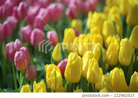 Yellow and pink tulips blooming at ornamental garden in spring time, Flower background Yellow and pink tulips blooming at ornamental garden in spring time, Flower background 122902025