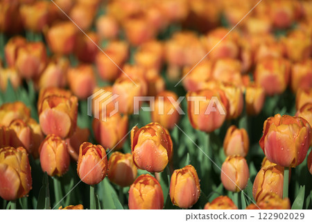 Orange tulips blooming at ornamental garden in spring time, Flower background Orange tulips blooming at ornamental garden in spring time, Flower background 122902029