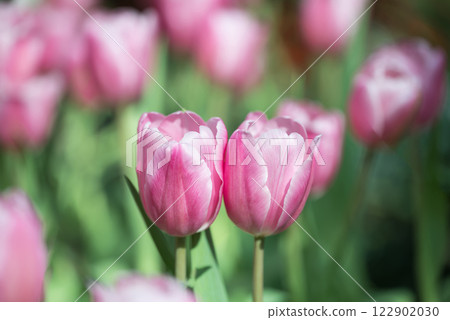Pink tulips blooming at ornamental garden in spring time, Flower background 122902030