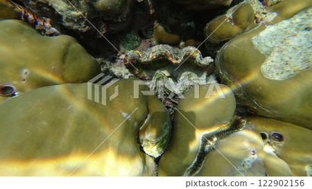 Fluted giant clam nestled between corals thriving in the seabed 122902156