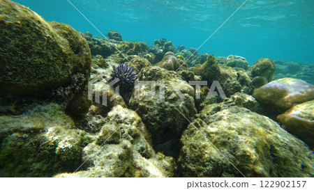 Underwater view of coral reef with rocks and algae growing Underwater view of coral reef with rocks and algae growing 122902157