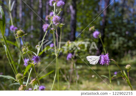 White butterfly on purple flowers in the woods. Copy space, place for text 122902255