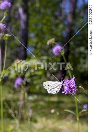 White butterfly on purple flowers in the woods. Copy space, place for text. Close-up 122902262