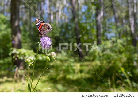 Vanessa atalanta butterfly on wildflowers. Copy space, place for text 122902263