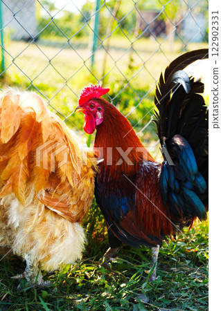 Chickens feeding and interacting in a sunny backyard on a warm afternoon in late summer 122902331