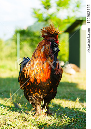 Colorful rooster standing proudly in a sunny farmyard surrounded by greenery and other birds in the distance 122902365